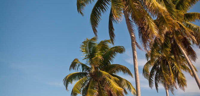 Goffs Caye Palms