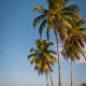 Goffs Caye Palms