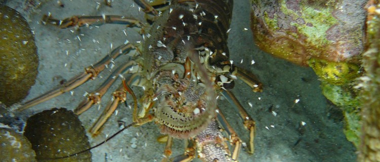 belize lobster and coral found while snorkeling in belize