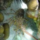 belize lobster and coral found while snorkeling in belize