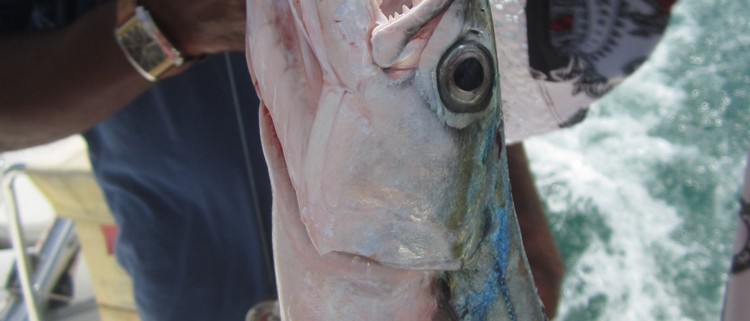 close up of large fish with teeth caught while on catamaran charter vacation