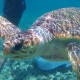 close up of sea turtle while snorkeling in belize