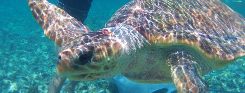 close up of sea turtle while snorkeling in belize