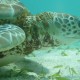 close up of turtle face swimming in sea grass in white sand belize