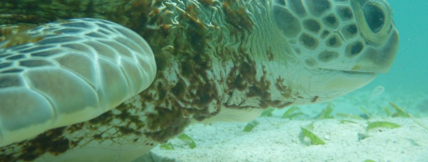 close up of turtle face swimming in sea grass in white sand belize