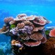 Coral outcrop on Flynn Reef belize