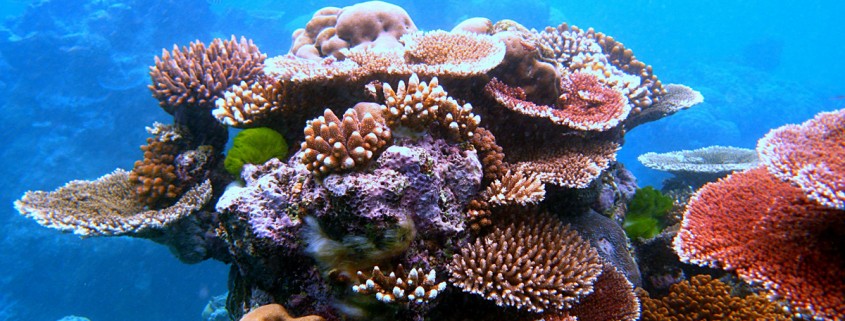 Coral outcrop on Flynn Reef belize