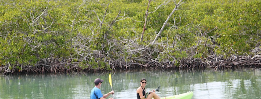 couples sea kayaking near mangroves in calm water near island