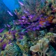 Creole wrasse school, South Water Caye Marine Reserve belize