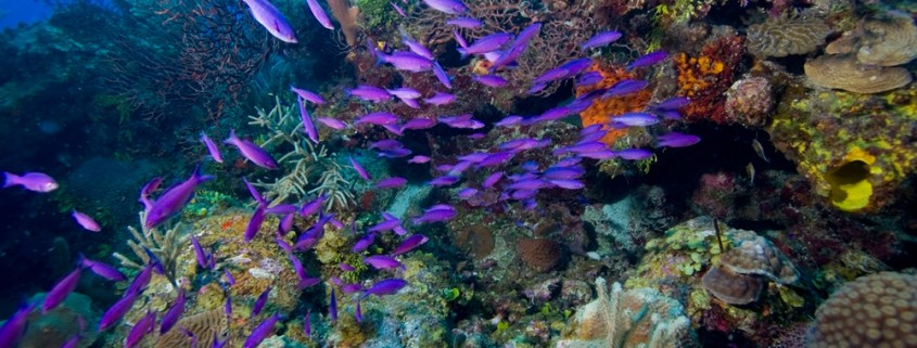 Creole wrasse school, South Water Caye Marine Reserve belize