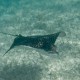 eagle ray swimming in shallows in belize found while snorkeling with family in belize