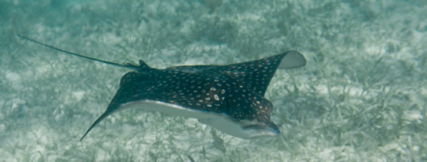 eagle ray swimming in shallows in belize found while snorkeling with family in belize