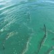 feeding huge tarpon in large school off boat near caye caulker belize