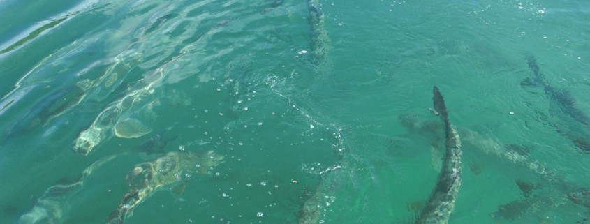 feeding huge tarpon in large school off boat near caye caulker belize