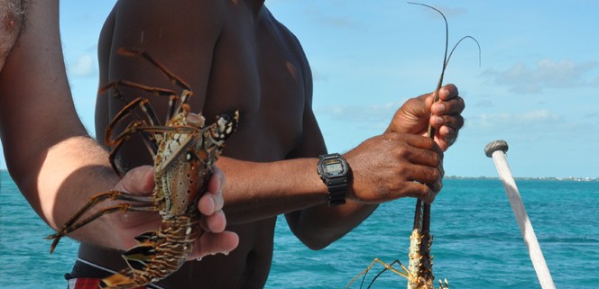 fishing for lobster with local charter with belize sailing vacations