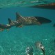 friendly nurse shark swimming under boat