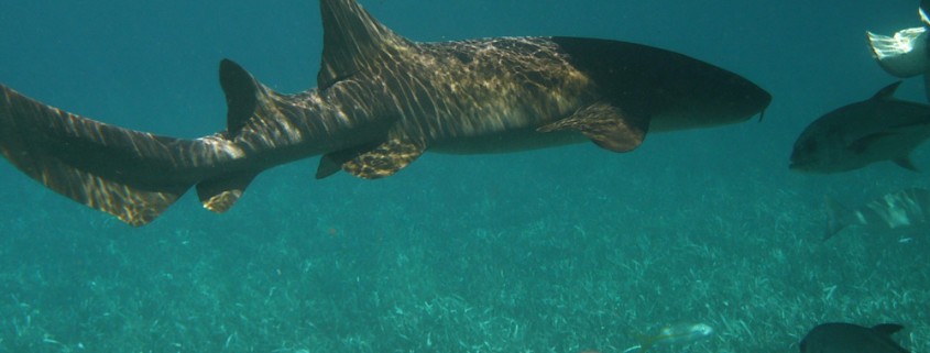 friendly nurse shark swimming under boat