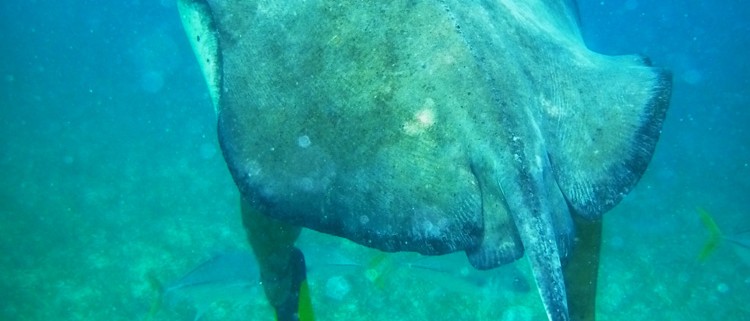 guide plays with rays while swimming with guests at shark ray alley in belize