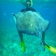 guide plays with rays while swimming with guests at shark ray alley in belize