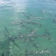 huge school of tarpon in shallows belize viewed from boat