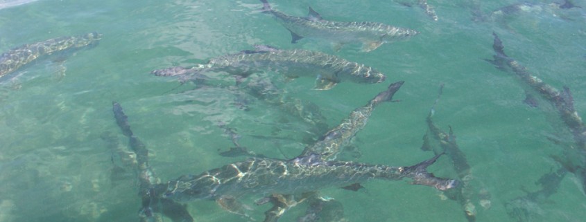 huge school of tarpon in shallows belize viewed from boat