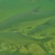 huge tarpon up close in belize