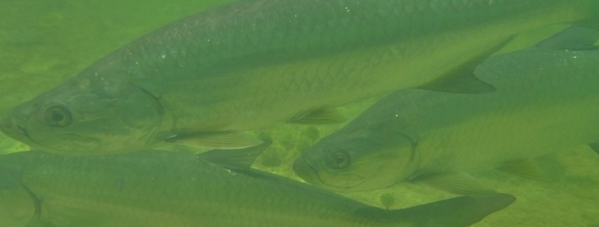 huge tarpon up close in belize