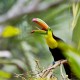 Keel billed toucan bird found in jungle while on family vacation seeking wildlife