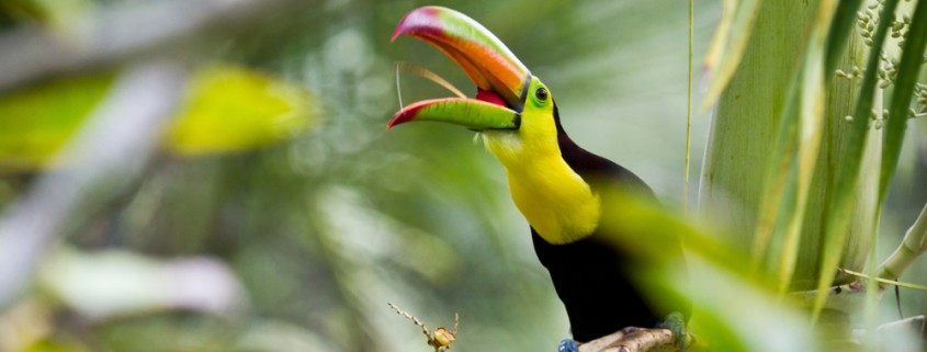 Keel billed toucan bird found in jungle while on family vacation seeking wildlife