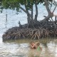 kids play near mangroves in water on remote island in belize