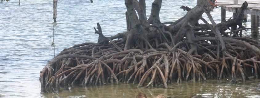 kids play near mangroves in water on remote island in belize