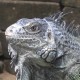 large grey iguana in belize