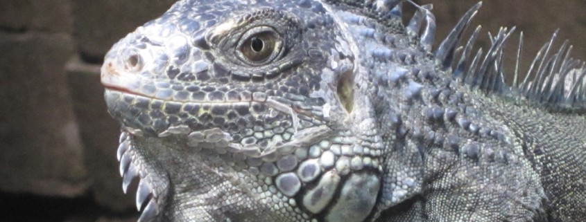 large grey iguana in belize