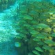 large school of yellow fish seen while snorkeling in belize near hol chan