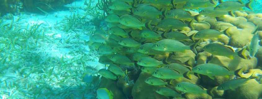 large school of yellow fish seen while snorkeling in belize near hol chan