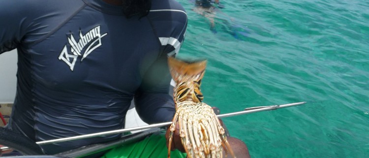 lobster caught while spear fishing in belize on family vacation