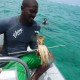 lobster caught while spear fishing in belize on family vacation