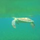 photo taken of sea turtle comes up for air while snorkeling in belize