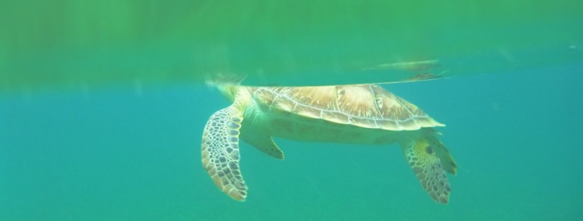 photo taken of sea turtle comes up for air while snorkeling in belize