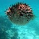 puffed puffer fish seen while snorkeling on vacation charter in belize near hol chan