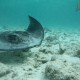 Ray swimming while snorkeling with family at shark ray alley belize