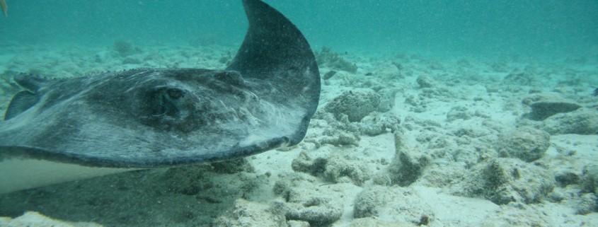 Ray swimming while snorkeling with family at shark ray alley belize