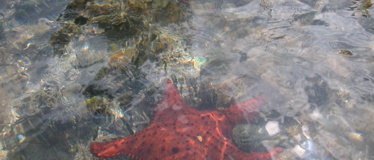 red star fish in belize near mangroves by caye caulker belize