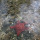 red star fish in belize near mangroves by caye caulker belize