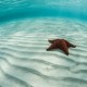 red starfish in blue water and white sand while snorkeling in belize