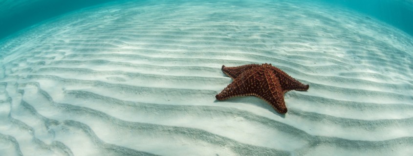 red starfish in blue water and white sand while snorkeling in belize