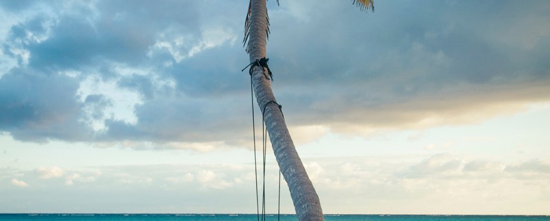 rope swing palm tree tropical beach