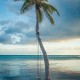 rope swing palm tree tropical beach