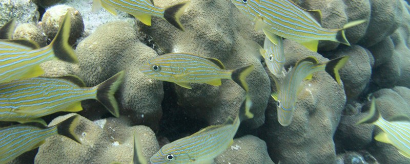 school of Fish and coral seen snorkeling in belize