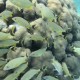 school of Fish and coral seen snorkeling in belize